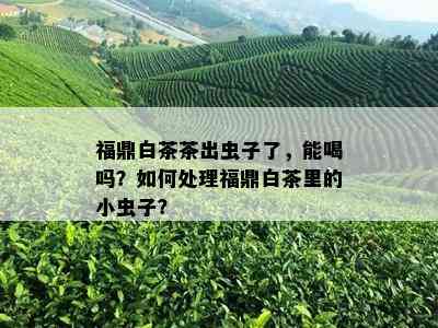 福鼎白茶茶出虫子了，能喝吗？如何处理福鼎白茶里的小虫子？