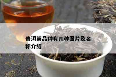 普洱茶品种有几种图片及名称介绍