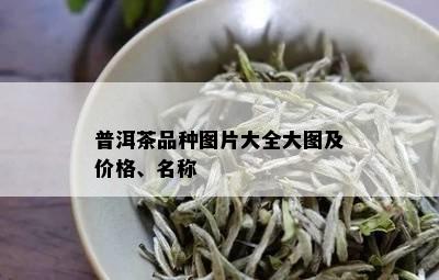 普洱茶品种图片大全大图及价格、名称