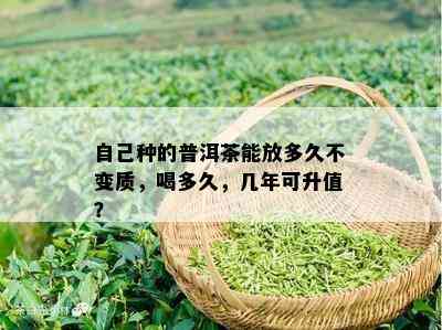 自己种的普洱茶能放多久不变质，喝多久，几年可升值？