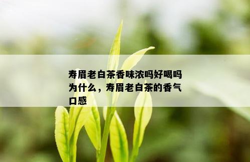 寿眉老白茶香味浓吗好喝吗为什么，寿眉老白茶的香气口感