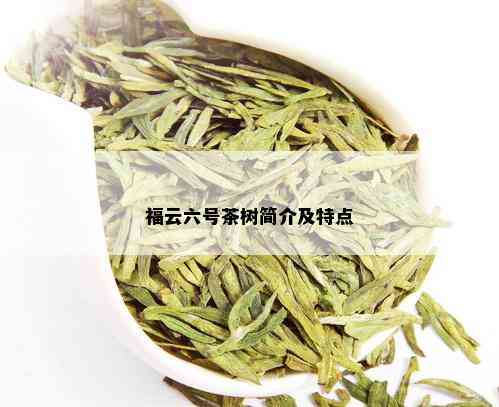 福云六号茶树简介及特点