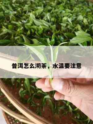 普洱怎么沏茶，水温要注意