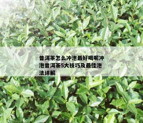 普洱茶怎么冲泡更好喝呢冲泡普洱茶5大技巧及更佳泡法详解