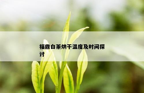 福鼎白茶烘干温度及时间探讨