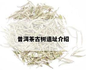 普洱茶古树遗址介绍