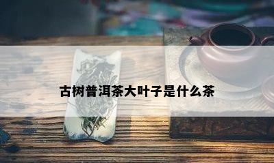 古树普洱茶大叶子是什么茶