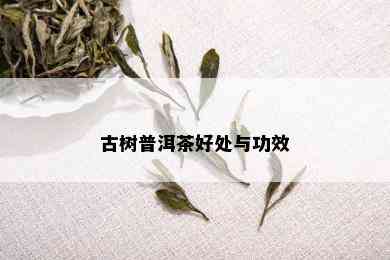 古树普洱茶好处与功效