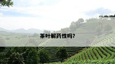 茶叶解药性吗？