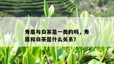 寿眉与白茶是一类的吗，寿眉和白茶是什么关系？