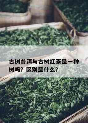 古树普洱与古树红茶是一种树吗？区别是什么？