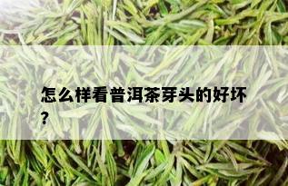 怎么样看普洱茶芽头的好坏?