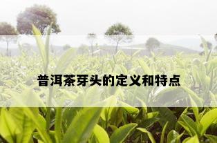 普洱茶芽头的定义和特点