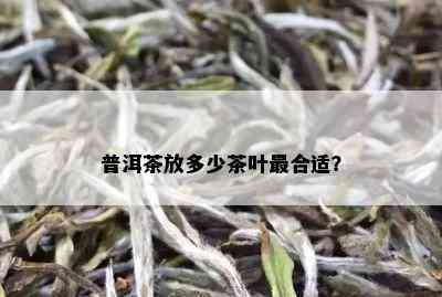 普洱茶放多少茶叶最合适？