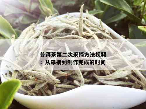 普洱茶第二次采摘方法视频：从采摘到制作完成的时间