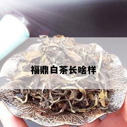 福鼎白茶长啥样