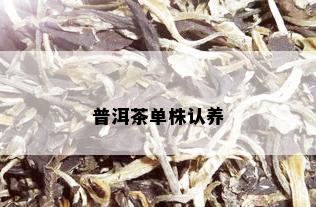 普洱茶单株认养