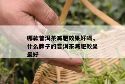 哪款普洱茶减肥效果好喝，什么牌子的普洱茶减肥效果更好