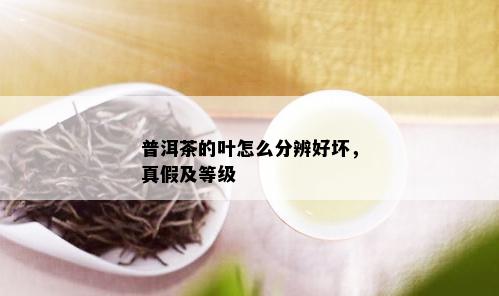 普洱茶的叶怎么分辨好坏，真假及等级