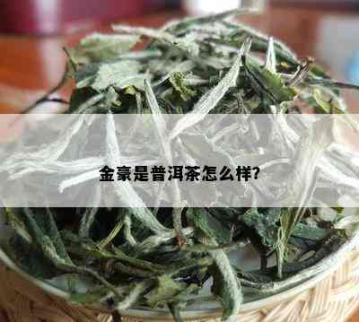 金豪是普洱茶怎么样？