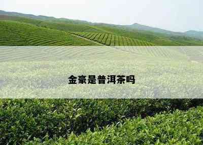 金豪是普洱茶吗