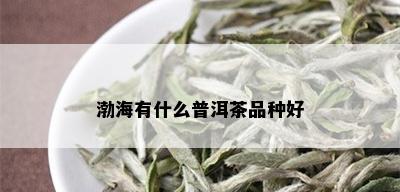 渤海有什么普洱茶品种好