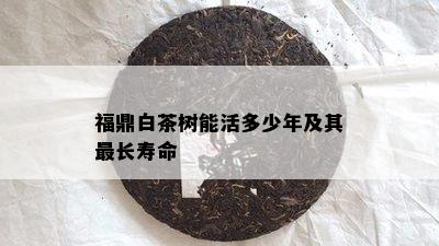 福鼎白茶树能活多少年及其最长寿命