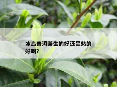 冰岛普洱茶生的好还是熟的好喝？