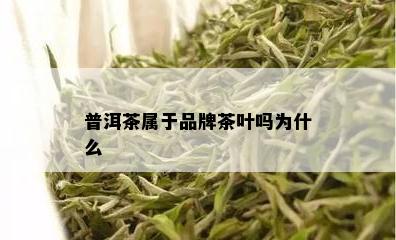 普洱茶属于品牌茶叶吗为什么