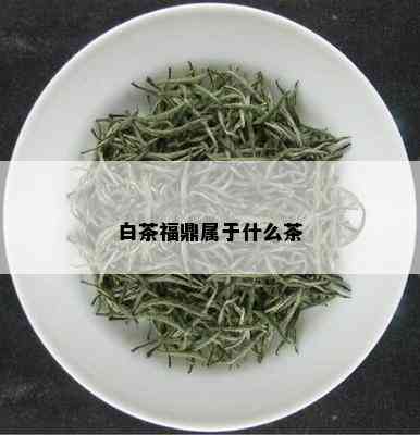 白茶福鼎属于什么茶