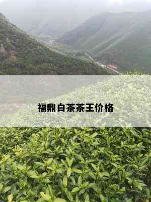 福鼎白茶茶王价格