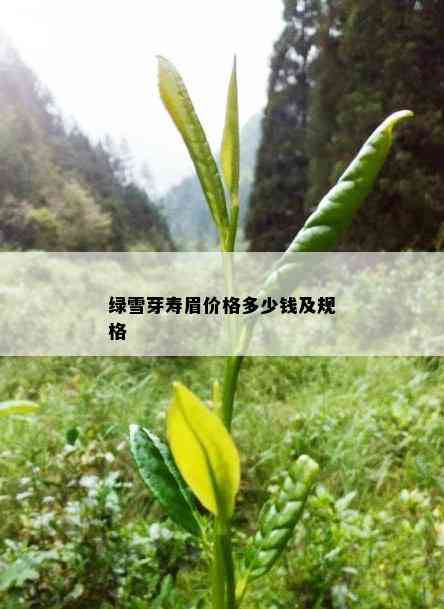 绿雪芽寿眉价格多少钱及规格