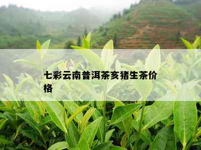 七彩云南普洱茶亥猪生茶价格