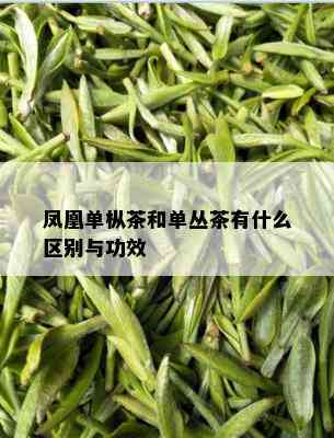 凤凰单枞茶和单丛茶有什么区别与功效