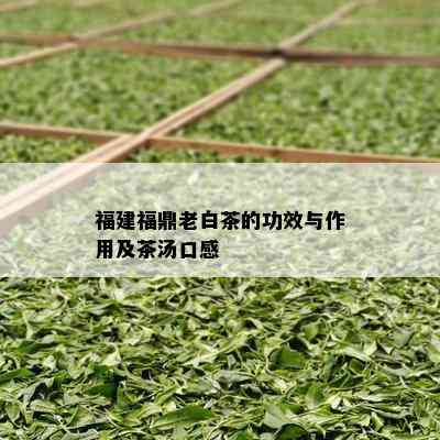 福建福鼎老白茶的功效与作用及茶汤口感