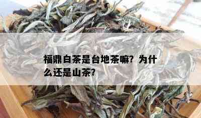 福鼎白茶是台地茶嘛？为什么还是山茶？