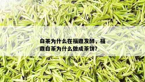 白茶为什么在福鼎发酵，福鼎白茶为什么做成茶饼？