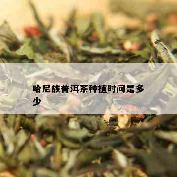 哈尼族普洱茶种植时间是多少