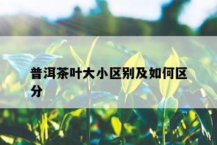 普洱茶叶大小区别及如何区分