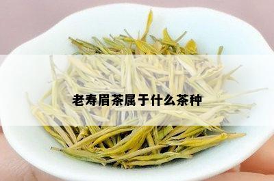 老寿眉茶属于什么茶种