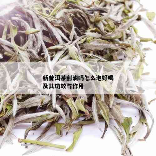 新普洱茶刮油吗怎么泡好喝及其功效与作用