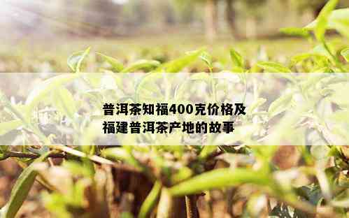 普洱茶知福400克价格及福建普洱茶产地的故事