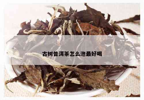 古树普洱茶怎么泡更好喝