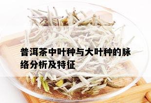 普洱茶中叶种与大叶种的脉络分析及特征