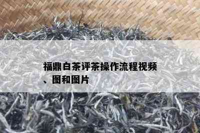 福鼎白茶评茶操作流程视频、图和图片