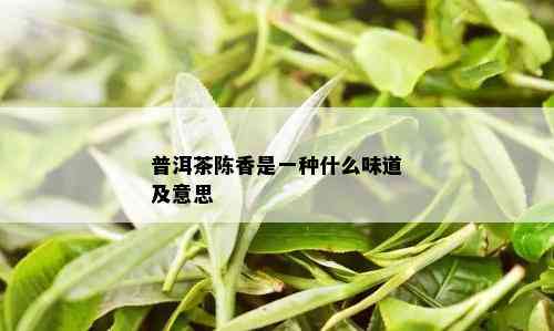 普洱茶陈香是一种什么味道及意思