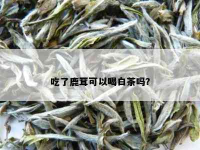 吃了鹿茸可以喝白茶吗？