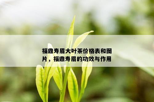 福鼎寿眉大叶茶价格表和图片，福鼎寿眉的功效与作用