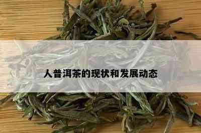 人普洱茶的现状和发展动态