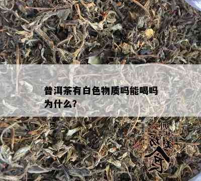 普洱茶有白色物质吗能喝吗为什么？